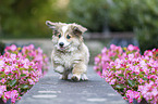 Welsh Corgi Pembroke puppy