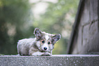 Welsh Corgi Pembroke puppy