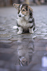 Welsh Corgi Pembroke in town