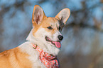 adult Welsh Corgi Pembroke