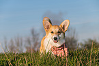 adult Welsh Corgi Pembroke