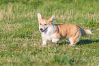 adult Welsh Corgi Pembroke
