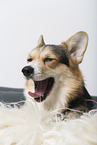 adult Welsh Corgi Pembroke