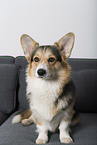 adult Welsh Corgi Pembroke