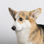 adult Welsh Corgi Pembroke