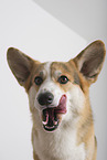 adult Welsh Corgi Pembroke
