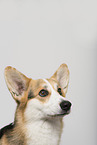 adult Welsh Corgi Pembroke