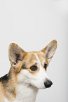 adult Welsh Corgi Pembroke