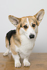 adult Welsh Corgi Pembroke