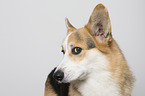adult Welsh Corgi Pembroke