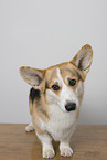 adult Welsh Corgi Pembroke