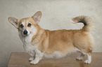 adult Welsh Corgi Pembroke