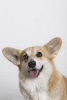 adult Welsh Corgi Pembroke