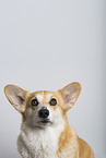 adult Welsh Corgi Pembroke