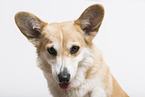 adult Welsh Corgi Pembroke