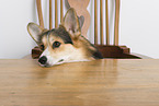 adult Welsh Corgi Pembroke