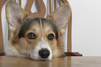 adult Welsh Corgi Pembroke
