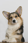 adult Welsh Corgi Pembroke