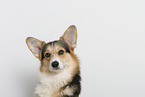 adult Welsh Corgi Pembroke