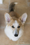 adult Welsh Corgi Pembroke