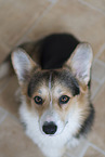 adult Welsh Corgi Pembroke