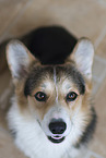 adult Welsh Corgi Pembroke