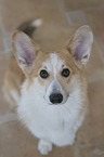 adult Welsh Corgi Pembroke