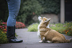 red-and-white Welsh Corgi Pembroke