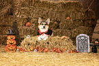 adult Welsh Corgi Pembroke