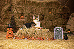 adult Welsh Corgi Pembroke