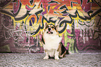 adult Welsh Corgi Pembroke