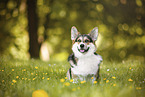 adult Welsh Corgi Pembroke