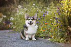 adult Welsh Corgi Pembroke