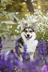 adult Welsh Corgi Pembroke