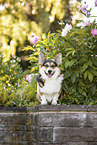 adult Welsh Corgi Pembroke