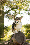 adult Welsh Corgi Pembroke