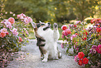 adult Welsh Corgi Pembroke
