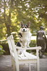 adult Welsh Corgi Pembroke