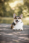adult Welsh Corgi Pembroke