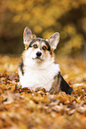 Welsh Corgi Pembroke