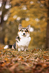 Welsh Corgi Pembroke
