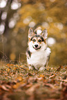 Welsh Corgi Pembroke
