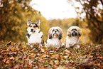3 dogs