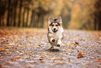 Welsh Corgi Pembroke