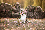 Welsh Corgi Pembroke