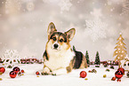 Welsh Corgi Pembroke
