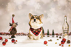 Welsh Corgi Pembroke