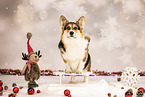 Welsh Corgi Pembroke
