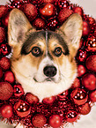Welsh Corgi Pembroke