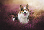 Welsh Corgi Pembroke